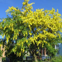 Golden chain tree